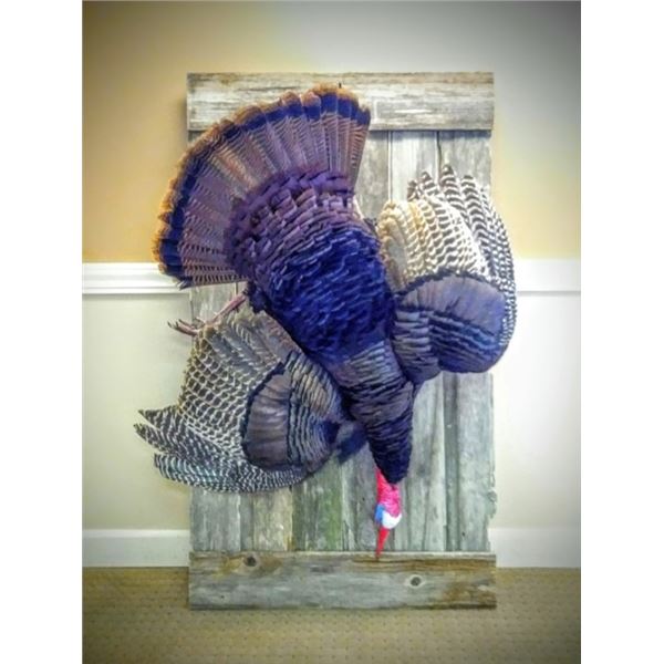 LA F50 $500 Taxidermy Certificate