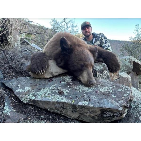 LA F51 13 Day New Mexico Black Bear, Barbary Sheep and Merriam Turkey Hunt for Two Hunters