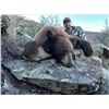 Image 1 : LA F51 13 Day New Mexico Black Bear, Barbary Sheep and Merriam Turkey Hunt for Two Hunters