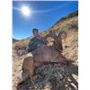 Image 2 : LA F51 13 Day New Mexico Black Bear, Barbary Sheep and Merriam Turkey Hunt for Two Hunters