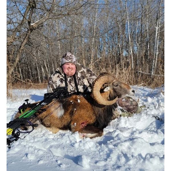 LA S07 1 Day Minnesota Trophy Ram Hunt for One Hunter