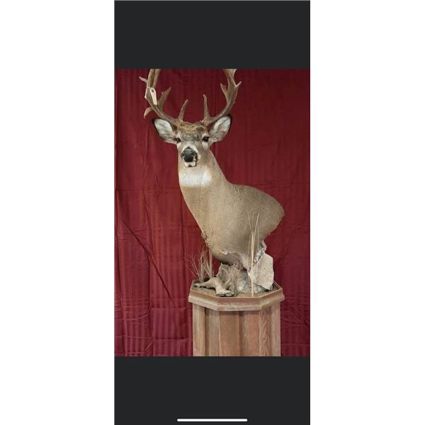 LA S16 $500 Taxidermy Certificate