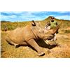 Image 8 : LA S21 7 Day Vita Dart Southern White Rhino Hunt for One Hunter and One Non-Hunter