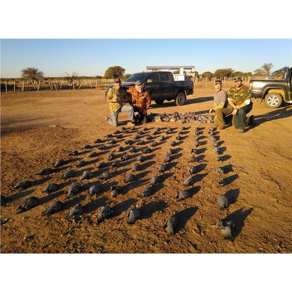 LA S23 4 Day High Volume Argentina Dove and Pigeon Hunt for Three Hunters