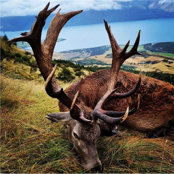 LA S26 3 Day New Zealand Free Range Red Stag Hunt for One Hunter includes Trophy Fee for 1 Red Stag