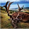 Image 1 : LA S26 3 Day New Zealand Free Range Red Stag Hunt for One Hunter includes Trophy Fee for 1 Red Stag