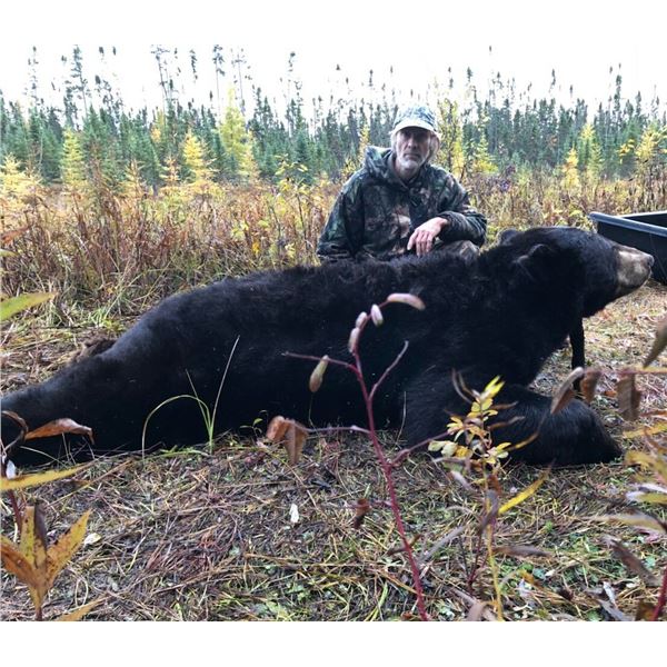 LA S29 6 Day Minnesota Black Bear Hunt for One Hunter