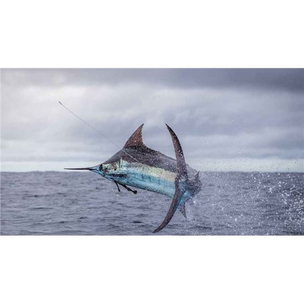 LA S30  5 Day Panama fishing for 1 Angler (must bring 2nd full-price angler), Marlin, Dorado, Sailfi