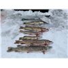 Image 2 : LA S41 3 Day North Dakota Pike Spearing for Two Anglers
