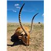 Image 3 : LA S42 5 Day So. Africa Plains Hunt for 2 to 4 Hunters includes $1,000 Trophy Fee Credit per Hunter
