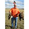 Image 7 : 3 day 3 night Upland Bird Hunt - South Dakota for 2 Hunters
