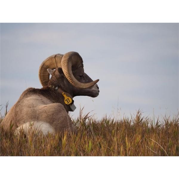 Bighorn Sheep GPS Tracking Collar