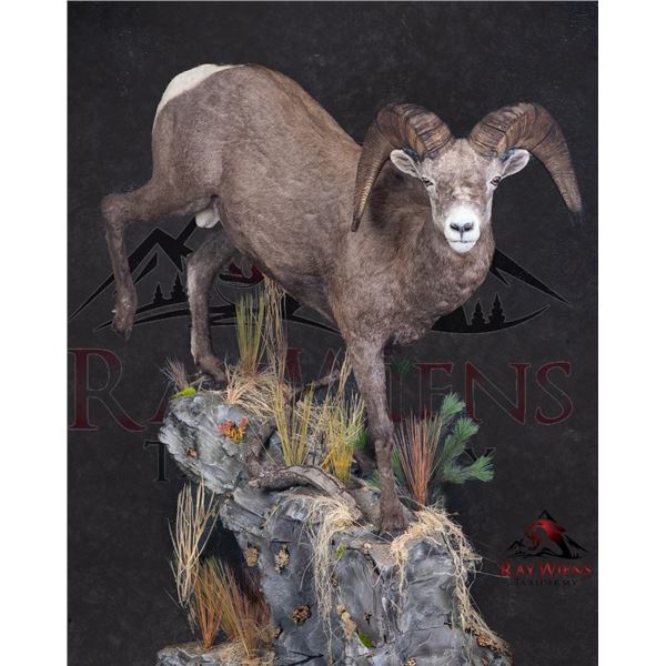 Life Sized sheep, goat, deer or antelope Mount