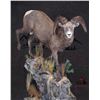 Image 1 : Life Sized sheep, goat, deer or antelope Mount