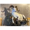 Image 4 : Life Sized sheep, goat, deer or antelope Mount