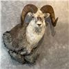 Image 5 : Life Sized sheep, goat, deer or antelope Mount