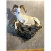 Image 6 : Life Sized sheep, goat, deer or antelope Mount