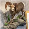 Image 7 : Life Sized sheep, goat, deer or antelope Mount