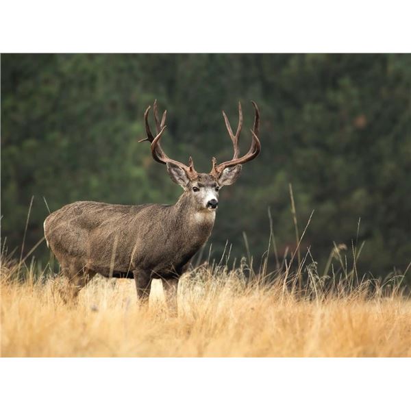BC Alpine Mule Deer Hunt