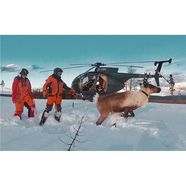 Canadian Wildlife Capture- Okanagan Helicopter Tour