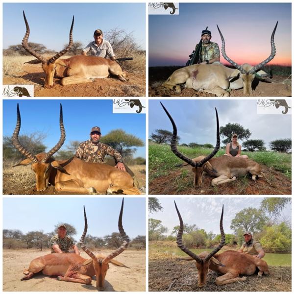 One Impala and one Blue Wildebeest