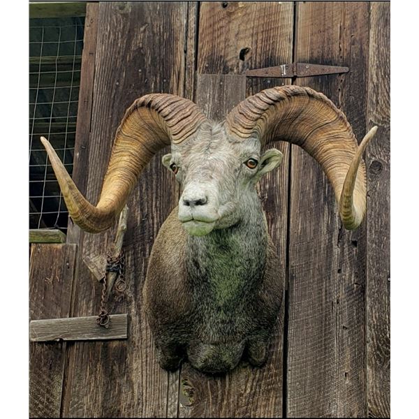 Sheep Shoulder Mount including Stone's Sheep Cape