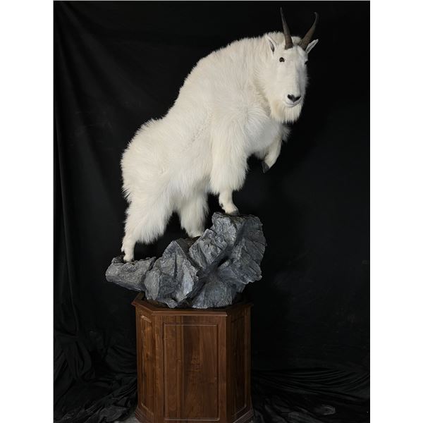 Life Size Sheep Mount or equivalent value in taxidermy work