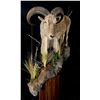 Image 2 : Life Size Sheep Mount or equivalent value in taxidermy work