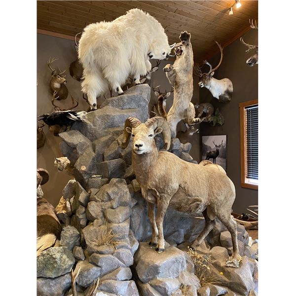 Full size Sheep Mount