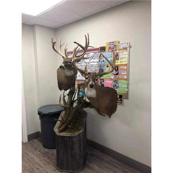 $500 Certificate for Taxidermy Work