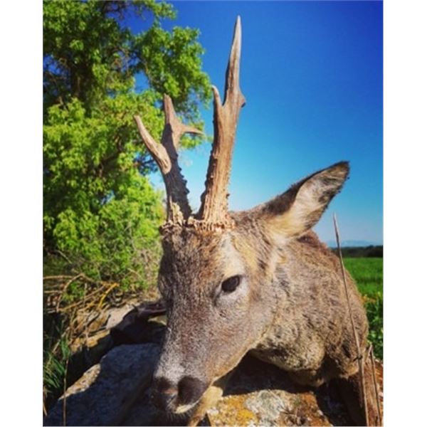 Hunt with Iberian Hunting Experience in Spain for Roe Deer, Iberian Mouflon, or Pyrenean Chamois