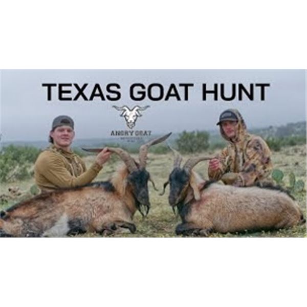 Gold Medal Catalina Goat in Christoval, TX with Angry Goat Outfitters