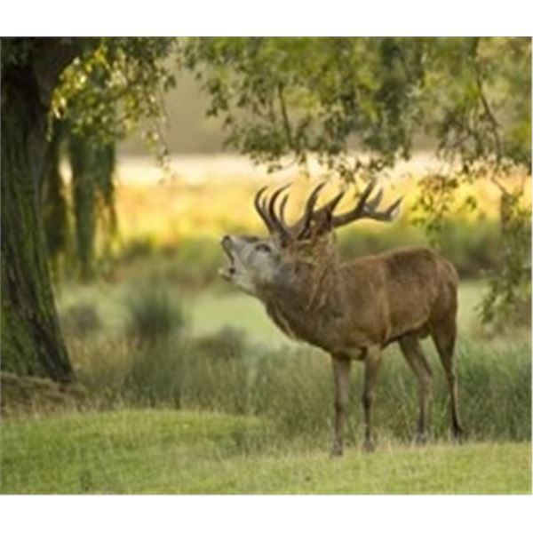 Hunt Red Stag in Spain with Giuseppe Carrizosa
