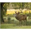 Image 1 : Hunt Red Stag in Spain with Giuseppe Carrizosa