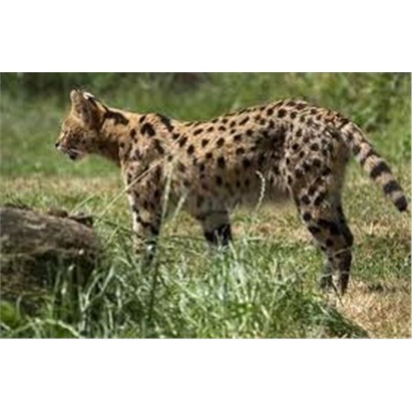 Hunt Small cats and preditors in Africa with Phillip Brokhorst Safaris former SCI San Antonio Outfit