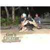 Image 7 : Florida Gator & Hog Hunt for 1 w/Gods Country Outfitters