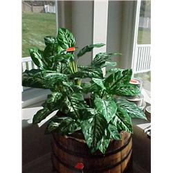 36" artificial plant in 10" woven basket