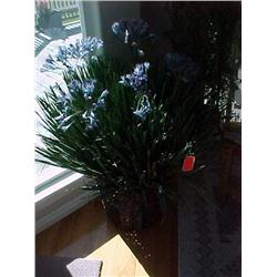 Lg. Artificial plant