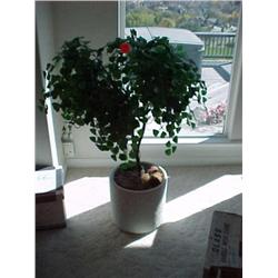 Artificial tree in ceramic planter