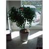 Image 1 : Artificial tree in ceramic planter