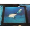 Image 3 : Framed Shark Photos (3) - 23" x 19"