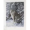 Image 1 : "HARE BEWARE" - NICK MAY DUCKS UNLTD NUMBERED PRINT