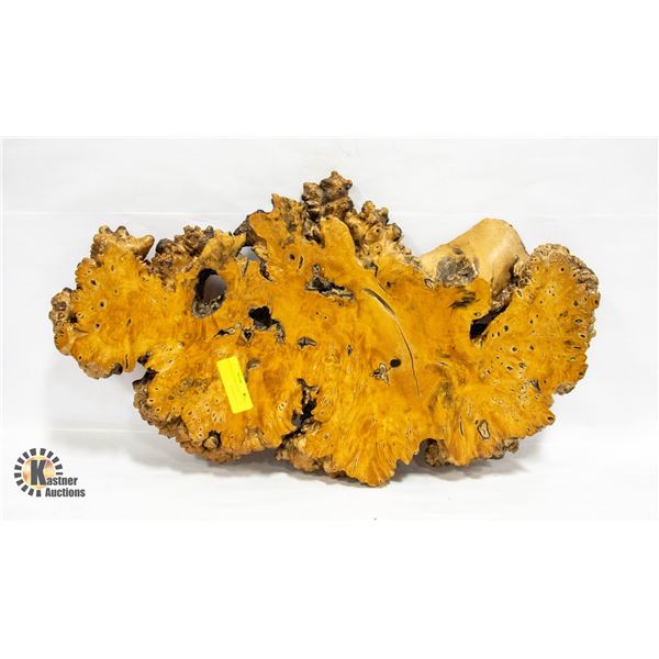 BIRDS EYE YELLOW CEDAR