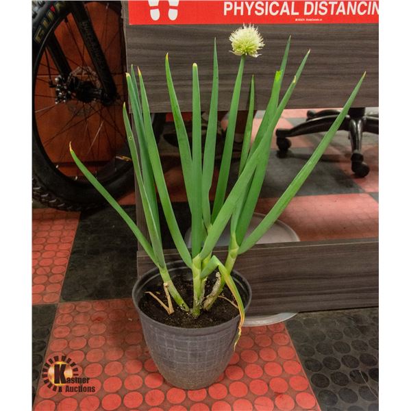 POTTED BLOOMING ONION