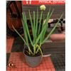 Image 1 : POTTED BLOOMING ONION