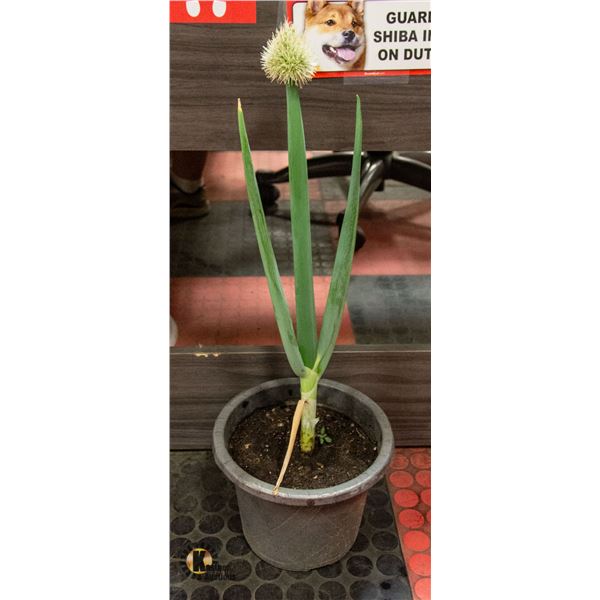 POTTED BLOOMING ONION