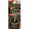 Image 1 : POTTED BLOOMING ONION