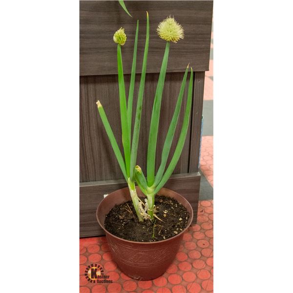 POTTED BLOOMING ONION