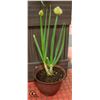 Image 1 : POTTED BLOOMING ONION