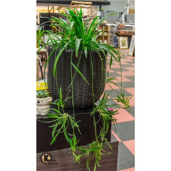 SPIDER PLANT IN PLANTER